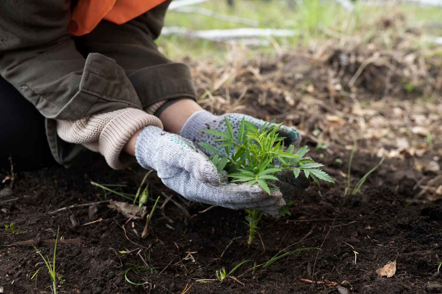 Best Professional Tree Care  in USA